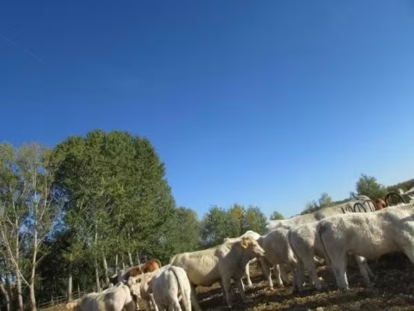 सांड, Charolais cattle