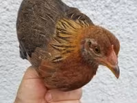 Chickens — الصورة 1