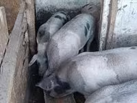 Donuzlar (partiya, cinsi göstərilməyib), Donuzlar — foto 4