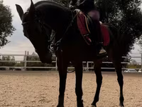 Kobila, Friesian sport horse — fotografija 3