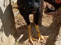 Chickens — fotografija 2