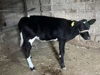 मवेशी (लॉट, लिंग निर्दिष्ट नहीं), Russian Black pied cattle — फ़ोटो 3