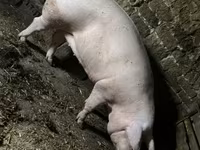 Säue, Schweine — Foto 6