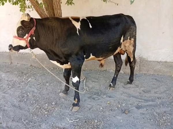 Бик, Russian Black pied cattle