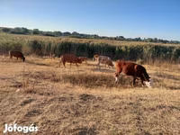 母牛, Limousin cow — 照片 2