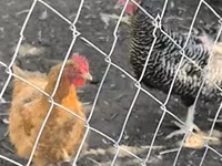 Chickens — zdjęcie 2