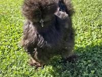 Silkie — zdjęcie 2