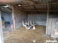 Geese — الصورة 1