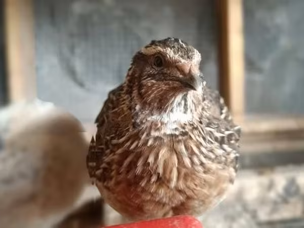 Quails — Угорщина