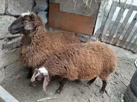 मेढ़ा, भेड़ — फ़ोटो 7