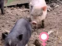 猪（批次，未指定性别）, Pigs — 照片 2