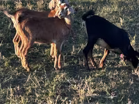 عنزة, Nubian Goat — الصورة 1