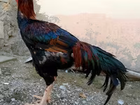 Chickens — fotografija 1