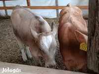 Touro, Simmental cattle — foto 1