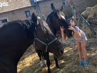 حصان, Nonius horse — الصورة 5