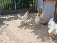 Leghorn — fotografija 1