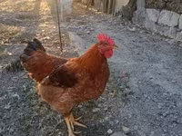 Chickens — fotografija 8