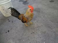 Chickens — fotografija 1