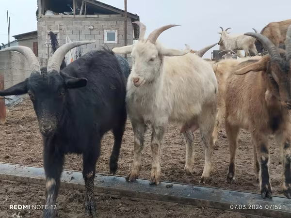 Koza, Saanen goat