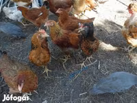 Chickens — الصورة 3