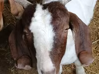 Cabro, Boer goat — foto 6