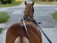 公马, Haflinger — 照片 3