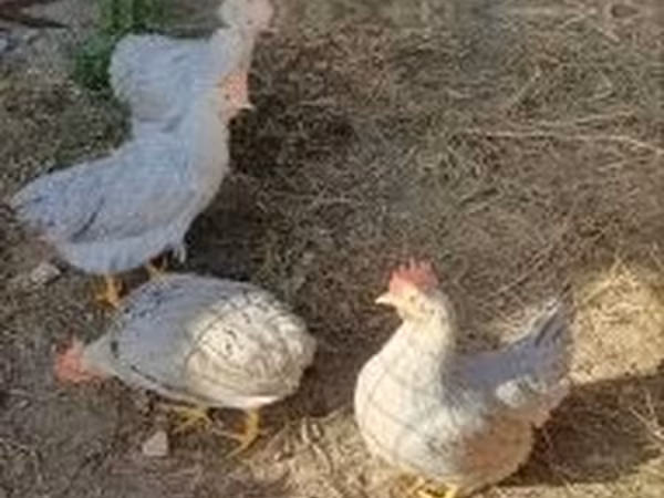 Chickens — Macarıstan