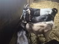 Bode, Nubian Goat — foto 1