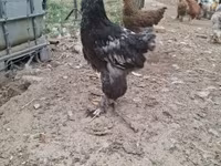 Brahma — Foto 8