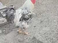 Chickens — fotografija 4