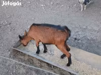 बकरी, Alpine goat — फ़ोटो 6