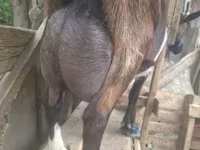 تيس, Nubian Goat — الصورة 8