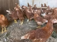 Chickens — الصورة 2