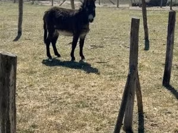 Hengst, Kerry Bog Pony