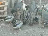 Guinea fowl — zdjęcie 3