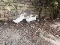 Ducks — fotografija 2