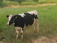 Vaca, Raza Holstein — foto 1