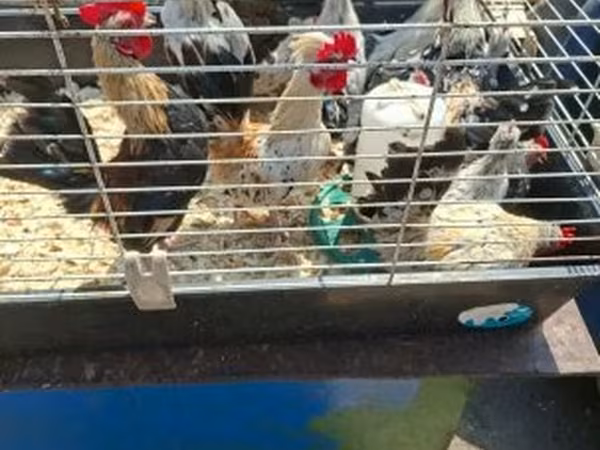 Holländisches Bantam