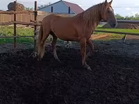 At, Kushum Horse — foto 1