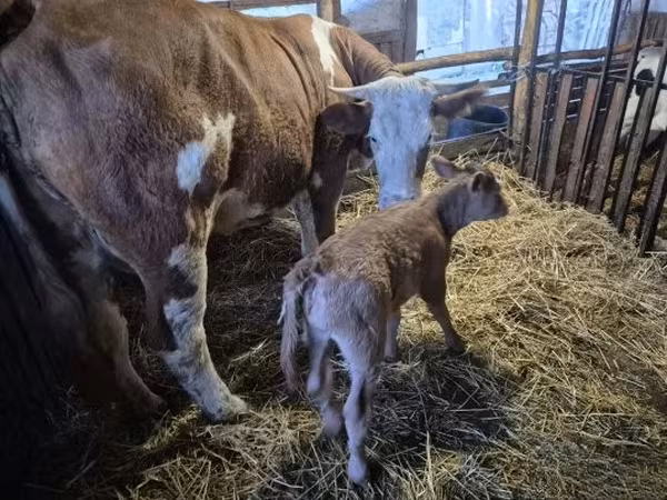 Vache, Simmental cattle — Hongrie