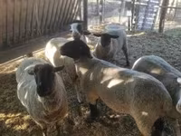 Qoʻchqor, White Suffolk sheep — 4-rasm