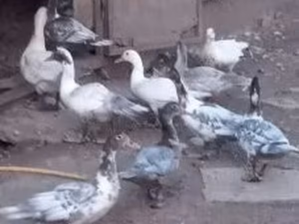 Ducks — Hongrie