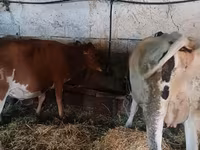 Krowa, Rasa jerseyjska — zdjęcie 3