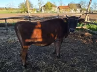 母牛, Limousin cow — 照片 2