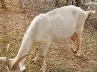 Koza, Saanen goat — fotografija 1