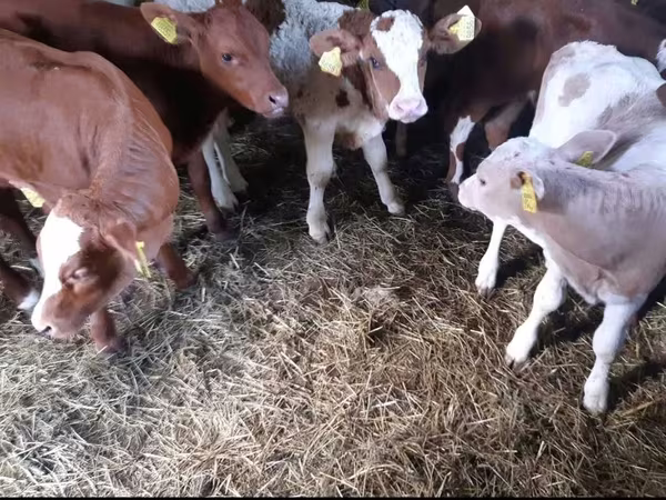 Buğa, Simmental cattle