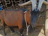 Billy Goat, Alpine goat — photo 1
