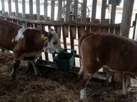 Byk, Simmental cattle — zdjęcie 4
