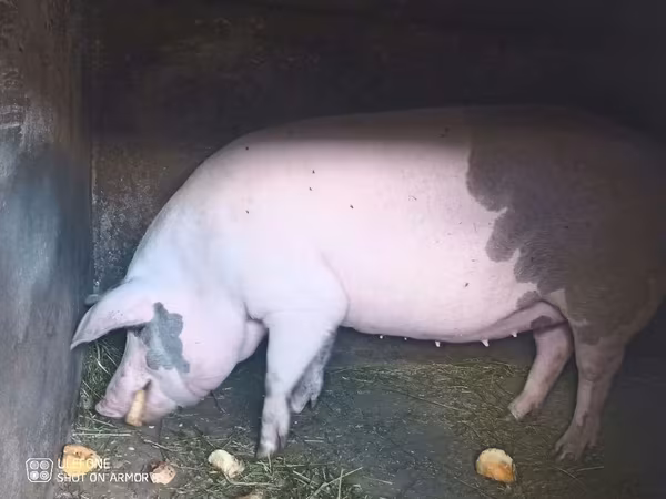 Sow, Pigs
