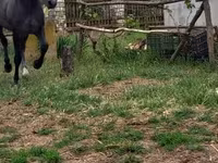 حصان, Lipizzaner — الصورة 1